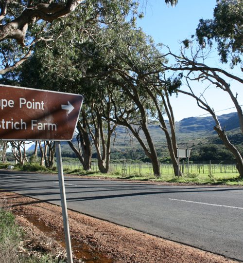 Cape Point Tour (10)