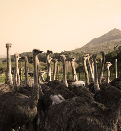 Cape Point Tour (11)