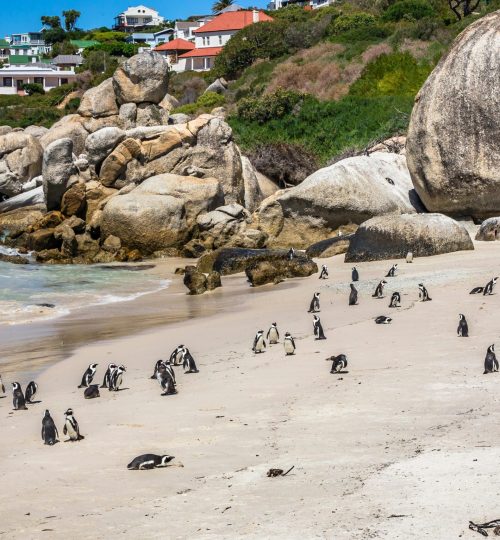 Cape Point Tour (12)
