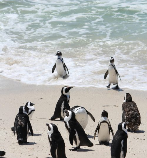 Cape Point Tour (13)