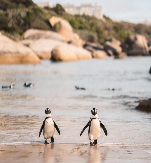 Cape Point Tour (7)