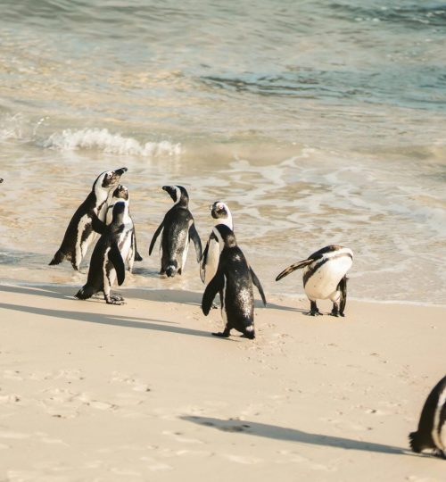 Cape Point Tour (8)