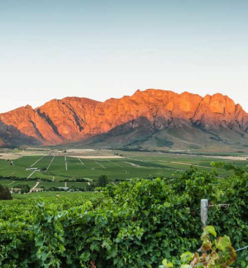 stellenbosch win tour (2)