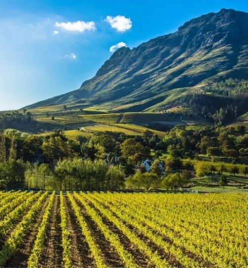 stellenbosch win tour (3)