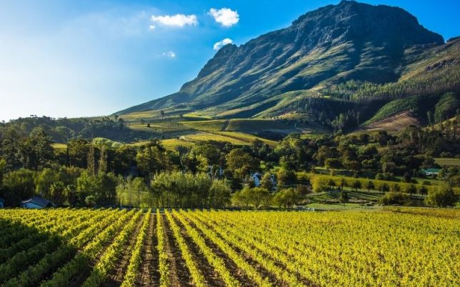 stellenbosch win tour (3)